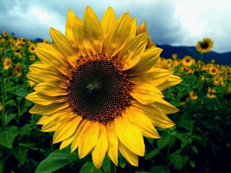 Girasol
